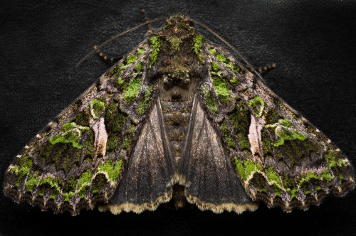 fandomgal-17: end0skeletal:  Orache Moth (Trachea atriplicis), family Noctuidae, Lithuania photo by 