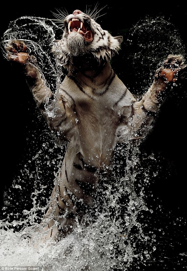 magicalnaturetour:  Astonishing photos of rare Bengal Tiger at feeding time. Photos