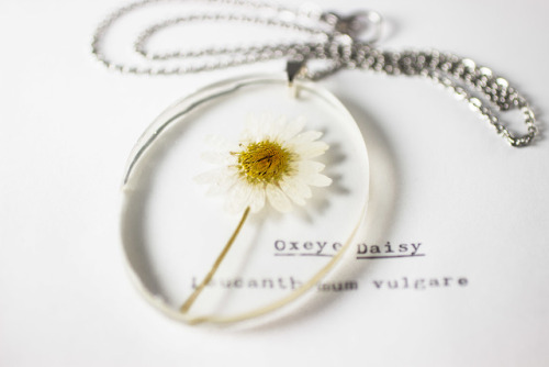 mossofthewoodsjewelry: Oxeye Daisy (Leucanthemum vulgare) Instagram|Newsletter