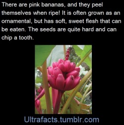 ultrafacts:  It is called the Musa velutina (also known as pink velvet banana) (Fact Source+more info)  Follow Ultrafacts for more facts 