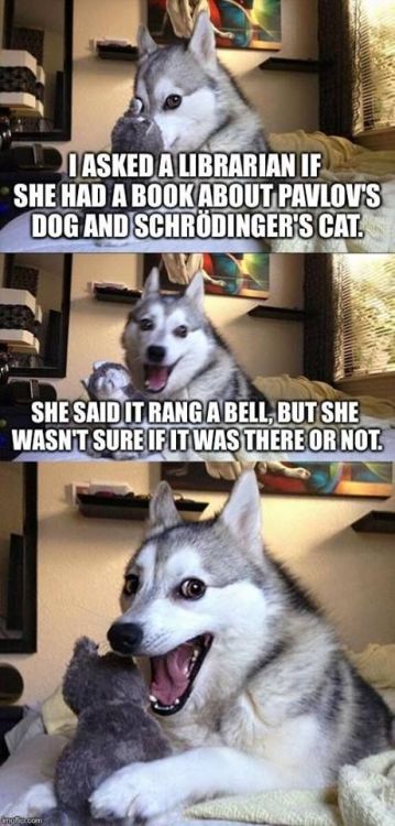 pun dog