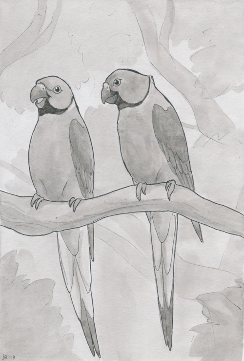 bjekkergauken:Inktober day 15: Indian ring-necked parakeets