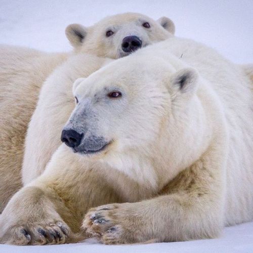 Seeing a polar bear mother and her cubs is one of the highlights of any trip to Churchill. #Everyth