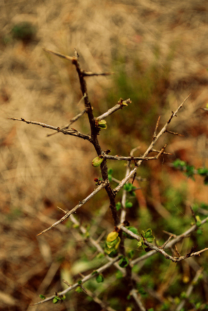 arcanja:  sem título by victor and alice • photography on Flickr. 