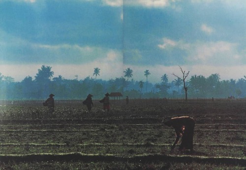 equatorjournal: Motoi Ichihara, Farm women out at the break of day, Blitar, Java, Indonesia, 1998. F