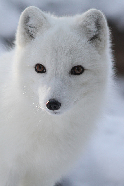 Porn Pics monsterdufromage:  Arctic Fox Closeup on