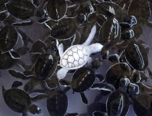 XXX alicialostherkeys:  Baby albino sea turtle photo