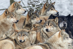 earth-land:Wolf Pack, Wildpark Bad Mergentheim