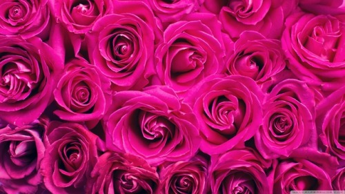 Magenta Roses
