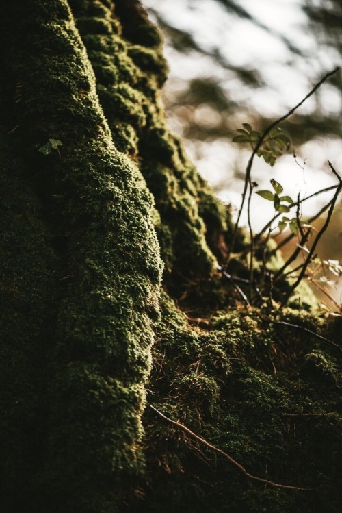 witchy-kitchen-craft:Forest in England, Fall 2019