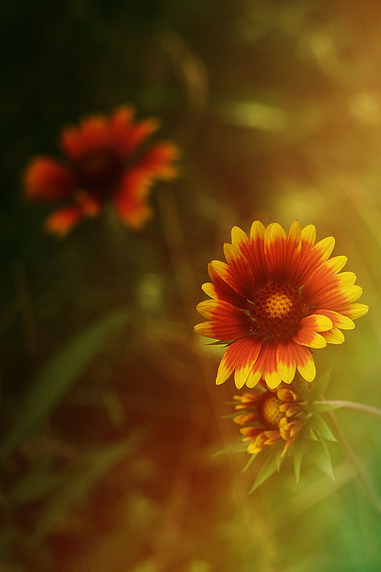 l0stship:  Summer flowers / by Katherine Shapar