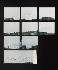 visionsre-visions:  Zoe Leonard - In the