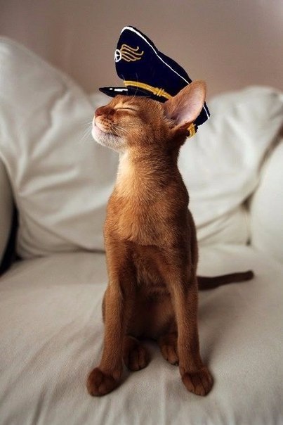 madmaudlingoes:markv5:Это Копетан….“It’s the Cat-ptain.”