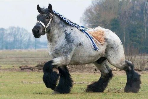 greymichaela: jinglebean: bridle-less: tattooedtrouble: I demand to know what breed of neigh this is