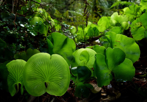 crispacristata: libutron:  Kidney Ferns, Trichomanes reniforme | ©Steve Reekie   (Aotearoa, New Zeal