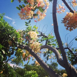 #flowers #hawaii