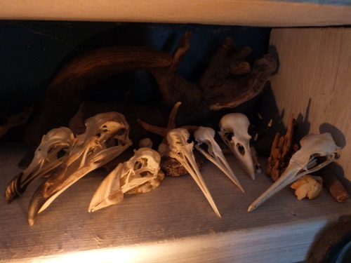 the-journeytree:Vulture Culture Collection Tour #5The ‘Bird Shelf’ - although… most of my bird skull