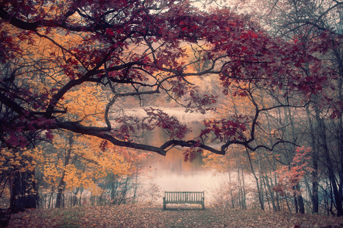 tulipnight:  Peace by Karen Hunnicutt