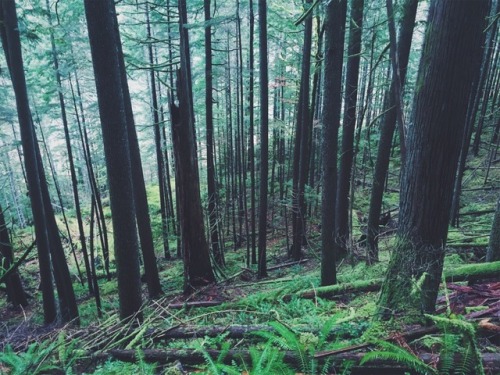 justapplyyourself:Fish Creek Trail. Estacada, Oregon.