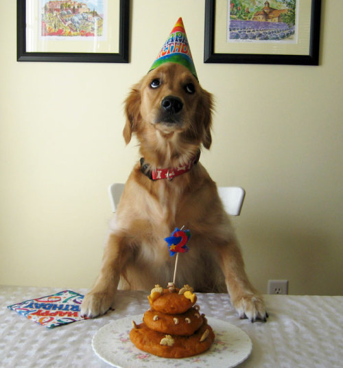 awesome-picz: Pets Having Better Birthday Parties Than You.