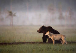 blazepress:  Photographer captures the moment a wolf and bear become the most unlikely of friends.