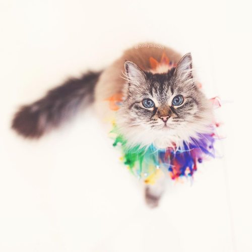 ‘Tis the season!  #SiberianCat #pride2020 #pride #loveislove (See more of Alice, Finnegan, and