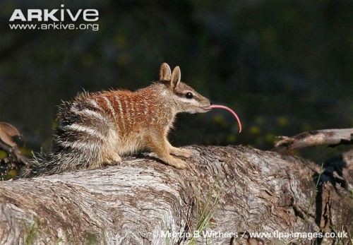 zsl-edge-of-existence:While the numbat bears no relation to the true anteaters, a feature it shares 