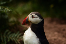 olihaines:Atlantic Puffin