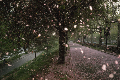 postmodernismkills:Apricot blossoms shower Valentino Park’s walkway, Italy, William