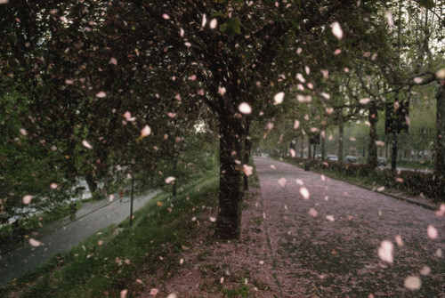 unrar:Apricot blossoms shower Valentino Park’s walkway, Italy, William Albert Allard.