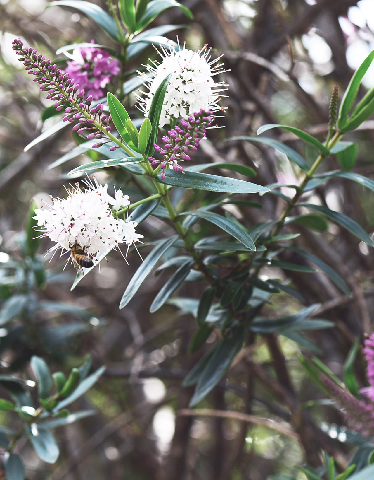 mums aussie garden