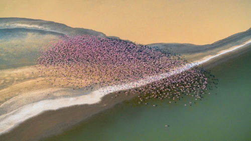 nubbsgalore:flamingos flying over tanzania’s lake natron, a salt lake which is home to three quarter