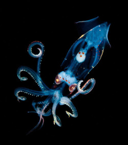 deathpetal:  (via Beautiful Close-Up Underwater