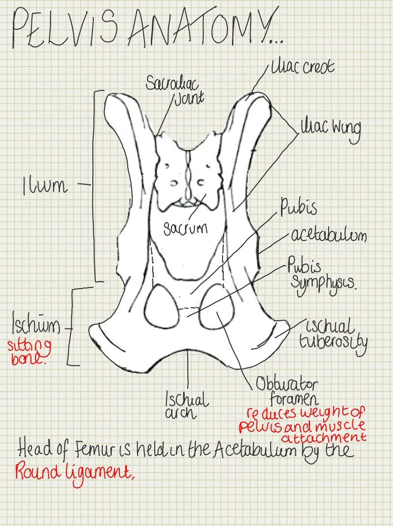 A place to find hints, tips and ask questions. : Anatomy of the Pelvis…
