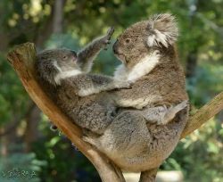 lolcuteanimals:  Koala mother and child Facebook