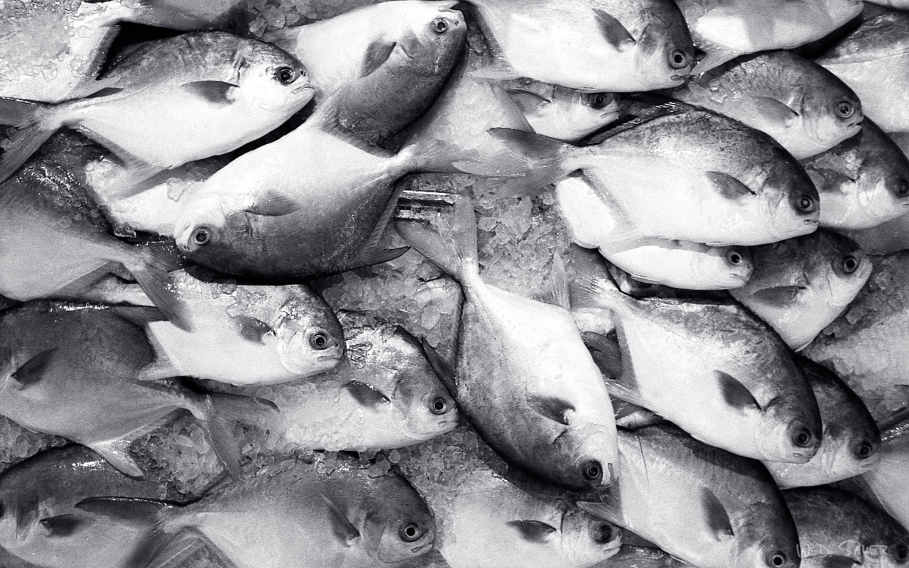 The Swimming Dead at Seafood City. Seattle, WA / April 2014