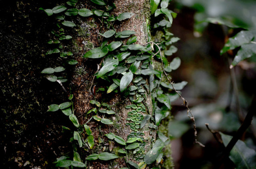 Growing Tree by claire_louise_1994 on Flickr.