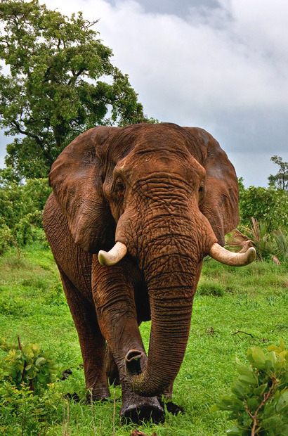earthdaily:  earthdaily: Gentle Giant by Morkel Erasmus