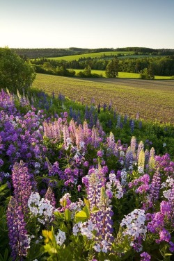 flowersgardenlove:  Lupins and phlox flo