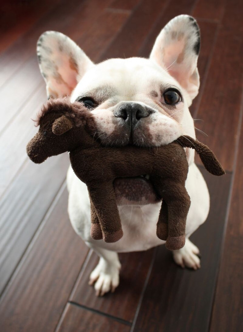 thebabyanimals:  beautiful blog full of baby animals!