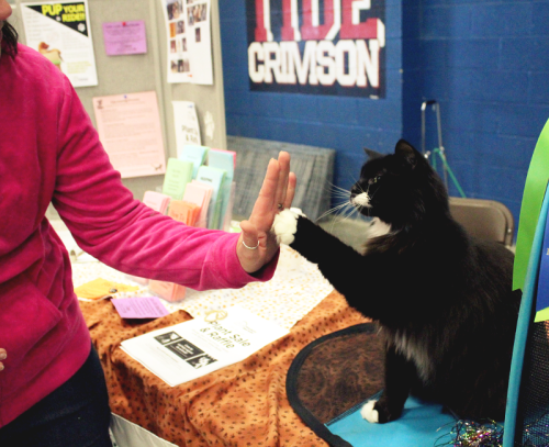 Lucas giving a high five to a friend visiting the Manchester Animal Shelter’s booth at a cat s