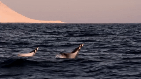 nubbsgalore:  closely related to sharks but with long, flat bodies and wing-like