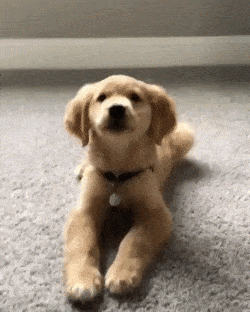 awwww-cute:  Trying to look mean, then cute, then back to mean. (Source: http://ift.tt/2D4MDtR)