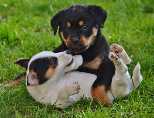 handsomedogs:Odie the Jack Russell and his best buddy Lady the Rottweiler- ollietherottweiler