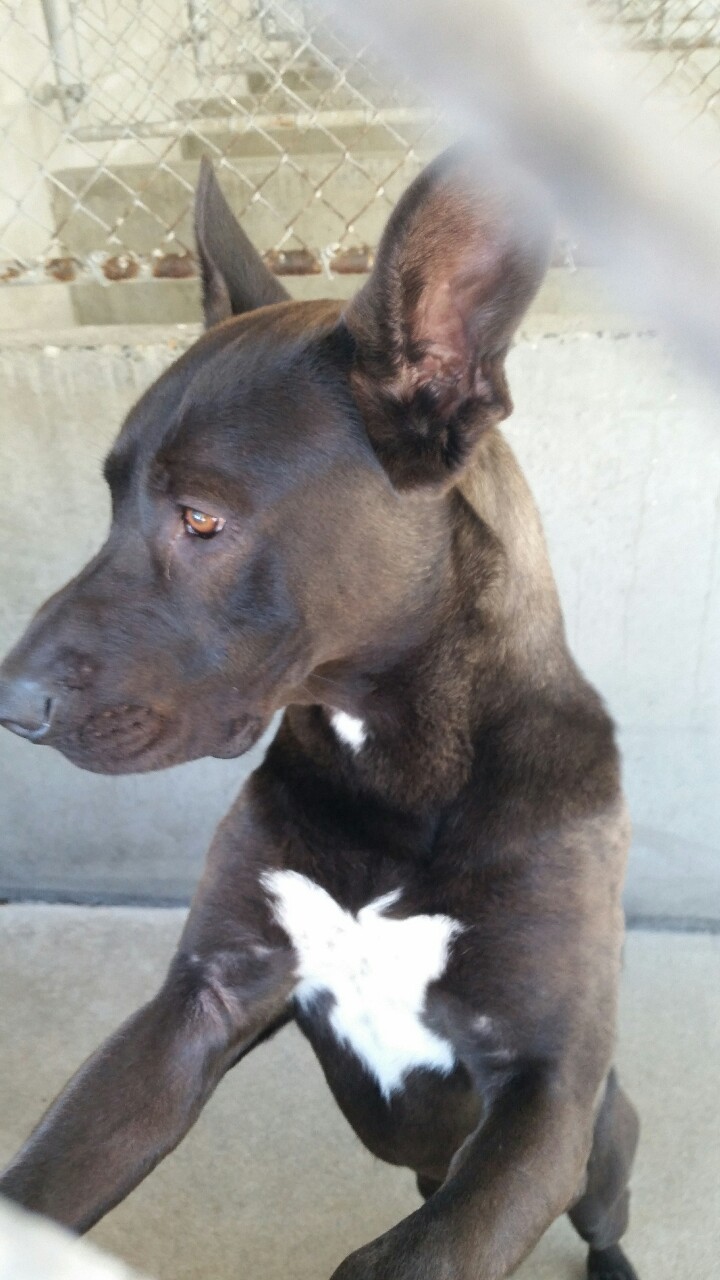 notmusa:  notmusa:  notmusa:someone adopt this dog i love him but i cant have a dog