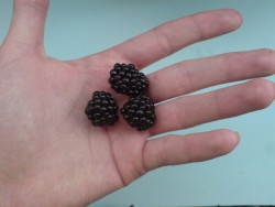 orkudrykkur:  blackberry