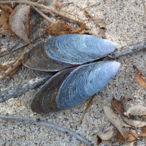 Such beautiful colors. #shells #blue #black #sand #beach #naturalbeauty #nature #Connecticut #NewEng