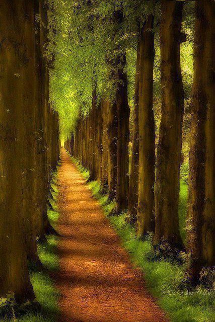 me-lapislazuli: Woods