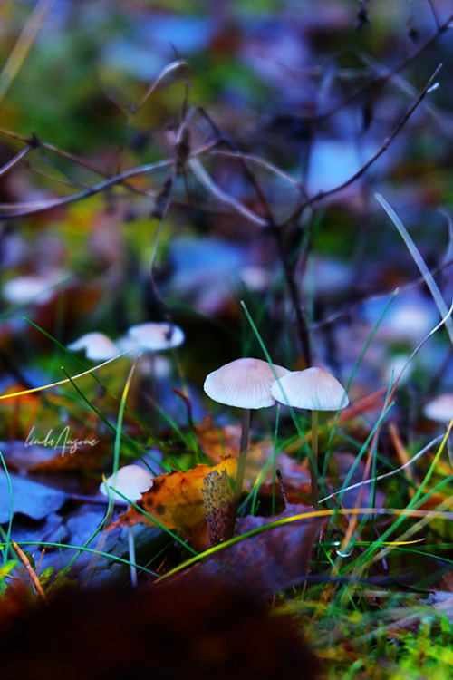  #forest floor#mushrooms#fungi#mycena#lichen#autumnal#nature#nature photography#forestcore#original photographers #photographers on tumblr