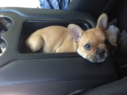 cutethingsincups:  Hey, I heard you were going out for lunch! Can I come? I promise I’ll stay in the cupholder and be very good. Pleeeeease? 